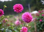 両神山麓 花の郷 ダリア園の写真のサムネイル写真35