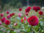 両神山麓 花の郷 ダリア園の写真のサムネイル写真39