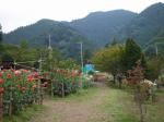 両神山麓 花の郷 ダリア園の写真のサムネイル写真40