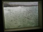 大堰自然の観察室の写真のサムネイル写真2