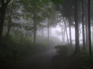 埼玉県 県民の森の写真47