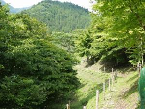 尾ノ内渓谷の写真7