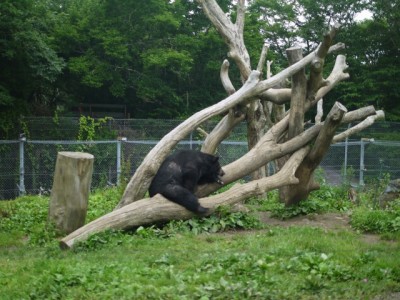 富士サファリパークの写真