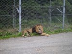 富士サファリパークの写真のサムネイル写真8