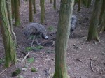 富士花鳥園の写真のサムネイル写真11