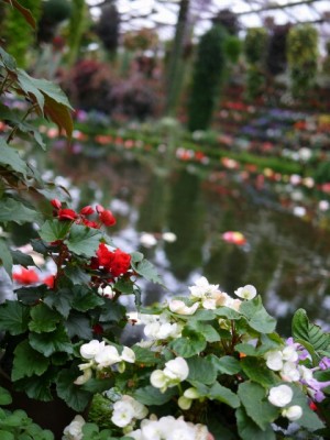 富士花鳥園の写真19