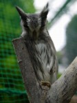 富士花鳥園の写真のサムネイル写真31