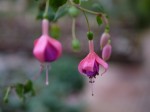 富士花鳥園の写真のサムネイル写真34