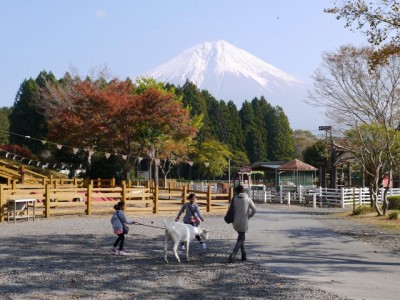 まかいの牧場の写真14