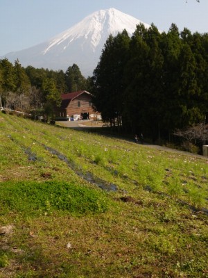 まかいの牧場の写真16