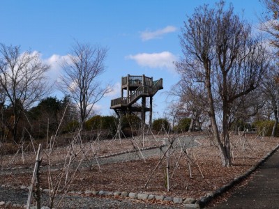 岩本山公園の写真11