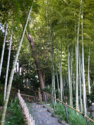 竹採公園の写真3