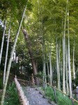 竹採公園の写真のサムネイル写真2