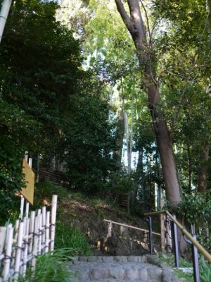 竹採公園の写真5