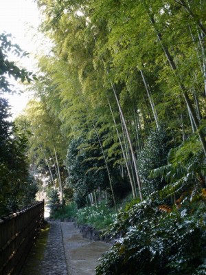 竹採公園の写真14
