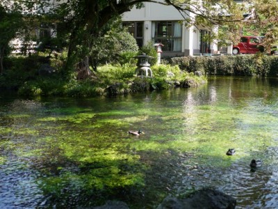 浅間大社 湧玉池の写真5