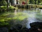 浅間大社 湧玉池の写真のサムネイル写真5