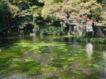 浅間大社 湧玉池の写真のサムネイル写真11