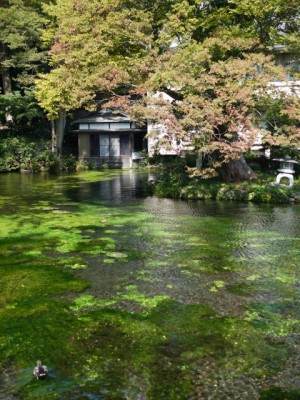 浅間大社 湧玉池の写真16