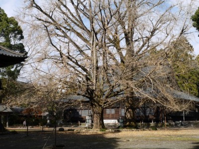 西山本門寺の写真8