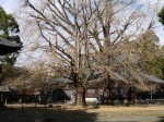 西山本門寺の写真のサムネイル写真7