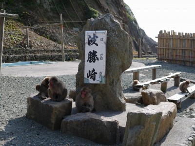 野猿の波勝崎苑の写真