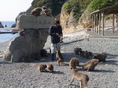 野猿の波勝崎苑の写真8