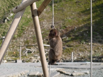 野猿の波勝崎苑の写真18