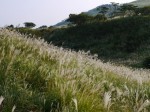 細野高原の写真のサムネイル写真19
