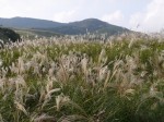 細野高原の写真のサムネイル写真25