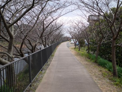 河津川遊歩道の写真