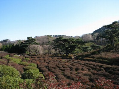 小室山公園つつじ園の写真3