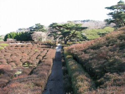 小室山公園つつじ園の写真4