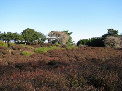 小室山公園つつじ園の写真5