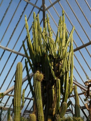 伊豆シャボテン公園の写真28