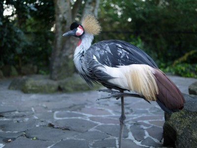 伊豆シャボテン公園の写真39