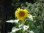 伊豆四季の花公園の写真のサムネイル写真16