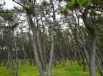 千本浜公園の写真のサムネイル写真7