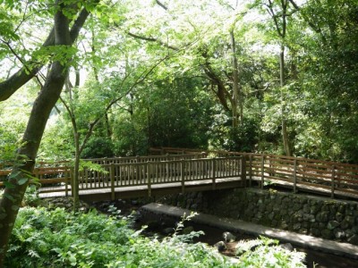 柿田川公園の写真4