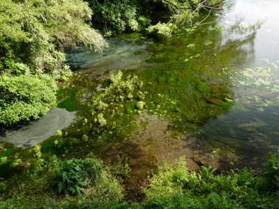 柿田川公園の写真19