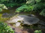 柿田川公園の写真のサムネイル写真19