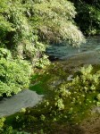 柿田川公園の写真のサムネイル写真21