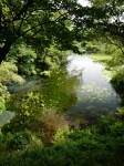 柿田川公園の写真のサムネイル写真23