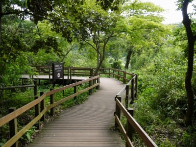 柿田川公園の写真27