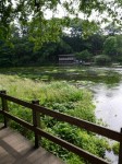 柿田川公園の写真のサムネイル写真31