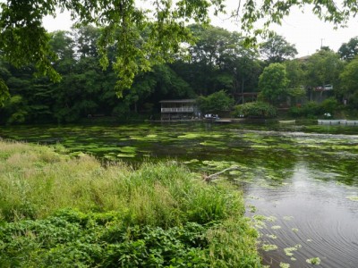 柿田川公園の写真33