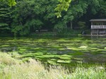 柿田川公園の写真のサムネイル写真33