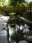 柿田川公園の写真のサムネイル写真46