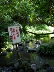 柿田川公園の写真のサムネイル写真47