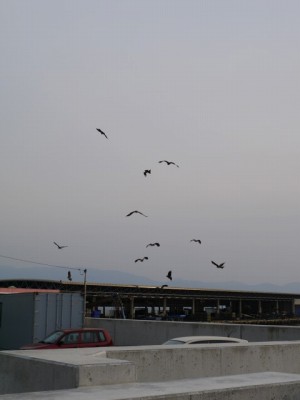 港口公園（沼津）の写真8